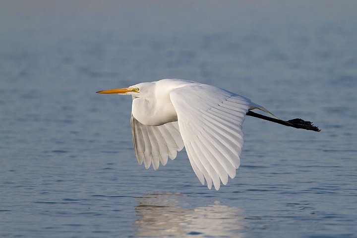 Silberreiher Ardea alba Great White Egret